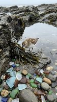 Small shorebird foraging among colorful sea glass and pebbles on rocky coastline with tidal pools and seaweed for nature and wildlife photography.