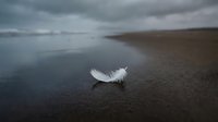 Single white feather resting on wet sand beach with calm water and overcast sky, suitable for nature, minimalism, and coastal themes.