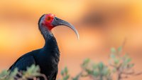 Southern bald ibis with distinctive red head and curved beak against warm sunset background, side profile view showing dark iridescent feathers and natural habitat.
