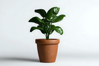 Green potted plant with glossy leaves in traditional terracotta pot against white background, minimalist composition for home decor and interior design.