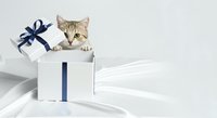 Tabby kitten peeking out of white gift box with navy blue ribbon bow on white background, ready for holiday greeting cards, pet promotions, and festive marketing materials.