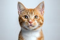 Curious ginger and white cat with bright blue eyes looking up against light background, close-up portrait showing facial features and expressive gaze.
