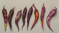 Fresh purple and orange heirloom carrots arranged in row on white background, showing organic variety in shape and color, isolated for culinary and food design.
