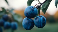 Fresh ripe blue plums hanging on tree branch with green leaves against blurred natural background, macro shot of organic garden fruit in summer.