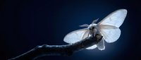 White moth with translucent wings perched on dark branch against deep blue background. Delicate nocturnal insect in dramatic lighting for nature photography.