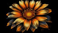Vibrant orange and yellow gazania flower macro on black background shows detailed petals and center disc in dramatic lighting, suitable for wall art and nature prints.