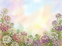 Watercolor floral frame with sweet alyssum flowers in pink, purple and white creating decorative border on pastel rainbow background for spring designs.