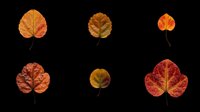 Six autumn leaves in warm red, orange, and yellow tones, isolated on transparent background. Ready for seasonal clipart, stickers, t-shirt design, and print on demand projects.