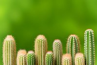 Row of various cactus species with sharp spines against blurred green background, showing different heights and textures in minimalist composition.