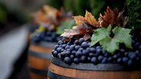 Dark ripe grapes with autumn vine leaves resting on wooden wine barrels in a winery, harvest season concept.
