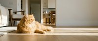 Fluffy orange tabby cat resting on sunlit hardwood floor in bright modern living room, cozy home interior with natural light.