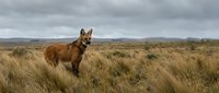 Red fox standing alert in golden grassland under dramatic cloudy sky. Wild canine predator in natural habitat showcasing wildlife behavior and autumn landscape.