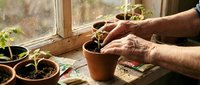 Senior gardener hands planting seedlings in terracotta pots on wooden windowsill with natural sunlight for spring gardening and indoor cultivation.