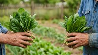 Farmer holding fresh spinach bunches in vegetable garden, harvesting organic leafy greens for agriculture and farming use.