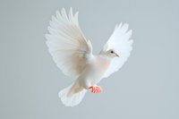 White dove with spread wings flying gracefully against light gray background, symbolizing peace, freedom and spirituality. Isolated studio shot with soft lighting.