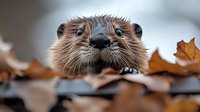Adorable river otter peeking through autumn leaves with wet fur and whiskers. Wildlife photography showcasing natural habitat during fall season.