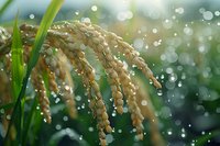 Ripe rice panicles with water drops in morning sunlight against blurred bokeh background, fresh green paddy field with dew and natural lens flare.
