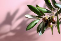 Fresh olive branch with green leaves and ripe olives on pink background with natural shadow overlay, modern minimal food photography style.