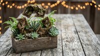 Rustic wooden box filled with assorted succulents and air plants on weathered wood table with warm bokeh lights creating cozy atmosphere for home decor.