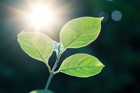 Fresh green leaves backlit by bright sunlight against dark background with bokeh effect, showing natural growth and environmental concept. Suitable for eco themes.