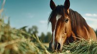 Brown horse eating hay in rural countryside setting with blue sky background, perfect for agricultural and equestrian themes.
