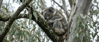 Adorable koala bear resting peacefully on eucalyptus tree branch in natural habitat. Wildlife conservation and Australian native animal photography.