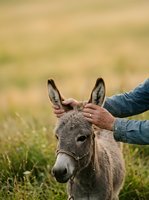 Person petting donkey in pasture, showing affection and care for farm animal in rural outdoor setting.