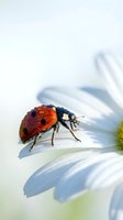 Red ladybug with black spots crawling on white daisy flower petal in soft natural light for spring garden and nature themes.