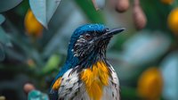 Vibrant Northern Parula warbler with distinctive blue and yellow plumage perched among citrus trees, close-up portrait showing detailed feathers and eye in natural habitat.