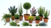 Collection of aromatic herbs in terracotta pots including rosemary, lavender and thyme isolated on white background for culinary and gardening projects.