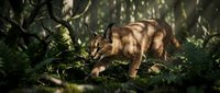Young wild wolf cub exploring forest floor among green vegetation and dappled sunlight. Wildlife photography capturing natural predator behavior in woodland habitat.