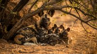 African wild dog mother nursing puppies under acacia tree branches in golden savanna light. Wildlife conservation and maternal care in natural habitat.