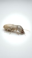 Pale termite worker isolated on white background, showing detailed segmented body structure and antennae for educational and pest control design purposes.