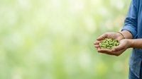 Farmer holding fresh green peas in cupped hands against blurred natural background, representing organic harvest, sustainable agriculture, and healthy food production.