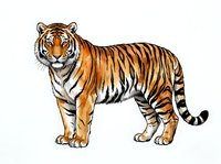 Striped tiger standing in profile with orange and black coat, isolated on white background, suitable for wildlife education, children's books, and design projects.