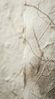 Close-up of white birch tree bark with natural peeling texture and organic patterns for nature backgrounds and botanical designs.