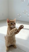 Adorable orange tabby kitten standing on hind legs playing with soap bubbles in bright white room with natural sunlight streaming across wooden floor.
