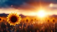 Vibrant sunflower blooms in golden field during dramatic sunset with warm orange sky and mountain silhouette creating peaceful agricultural landscape scene.