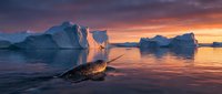 Icebergs floating in arctic waters during golden hour sunset with dramatic sky and reflections on calm ocean surface.