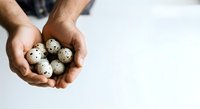 Male hands holding fresh quail eggs on white background. Suitable for food, nutrition, cooking, and healthy eating content.