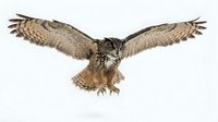 Isolated eagle owl in flight with wings spread wide against white background, ready for design projects and educational materials.