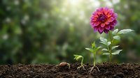 Vibrant pink dahlia flower growing from soil with green seedling and acorn, symbolizing growth, renewal and natural life cycle in garden setting.