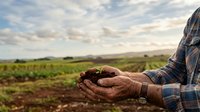 Farmer holding rich soil in hands over cultivated field, representing agriculture, harvest, and sustainable farming practices for agribusiness and environmental concepts.