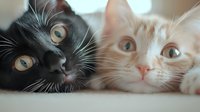 Black and cream colored cats lying together, close-up portrait of contrasting feline faces with bright eyes showing friendship and companionship between pets.