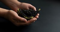 Hands holding fresh black currants with green stems against dark background, showcasing organic berries for food and nutrition content.