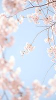 Delicate pink cherry blossom branches against soft blue sky creating dreamy spring atmosphere for seasonal marketing and nature photography projects.