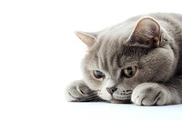 British shorthair cat with gray fur and bright eyes lying down on white background, close-up portrait view showing paws and face with copy space.