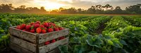 Fresh strawberries in wooden crate at sunset over strawberry field with green plants and golden sky.