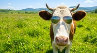 Cool cow wearing sunglasses in green pasture field with mountains in background. Farm animal portrait for summer agriculture and livestock concepts.