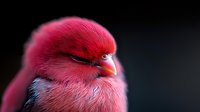 Pink feathered finch with closed eyes against dark background, showing delicate plumage details and peaceful expression in soft lighting. Perfect for nature publications.
